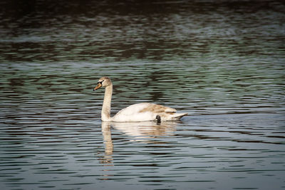 Duck swimming on lake