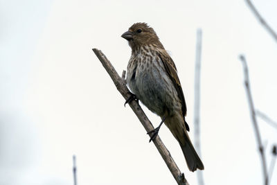 Close-up of bird perching on pole