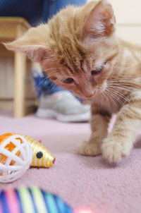 Close-up of kitten on carpet at home