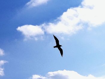 Low angle view of seagull flying in sky