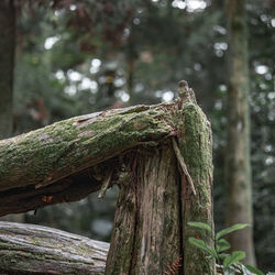 Close-up of lizard on tree trunk