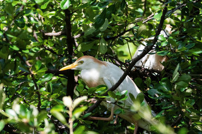 Bird perching on a tree
