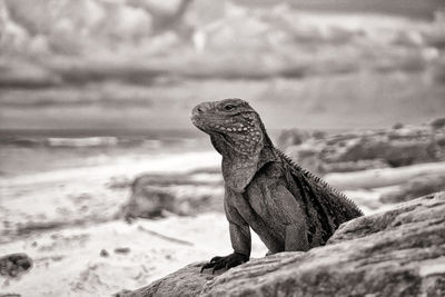 Close-up of lizard on rock