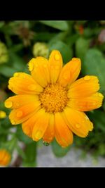 Close-up of yellow flower