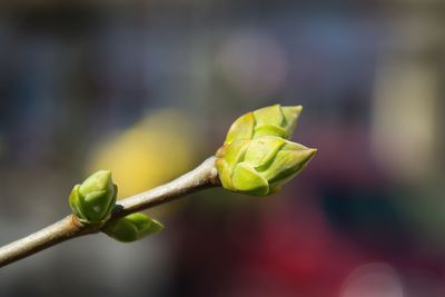 Close-up of green bud