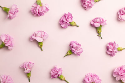 High angle view of pink flowers against white background