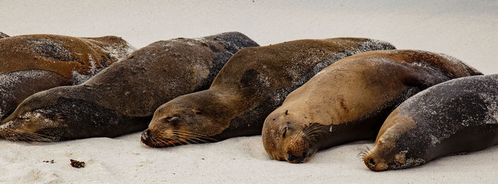 View of animal lying on ground