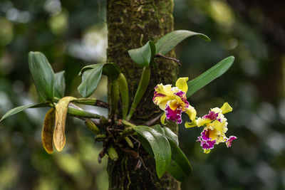 Close-up of flowering plant