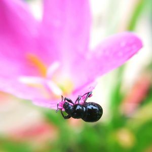 Close-up of insect on pink flower