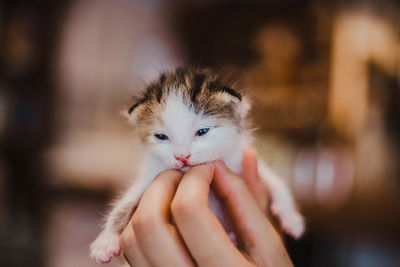 Close-up of cropped hand holding kitten
