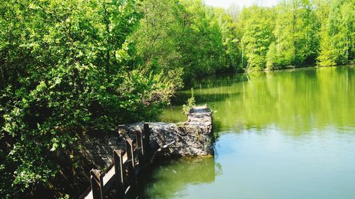 Scenic view of forest