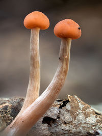 Close-up of mushroom growing on tree