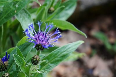 Close-up of purple flowering plant