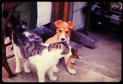 Portrait of a dog