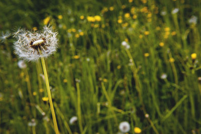 Close-up of dandelion blooming in field