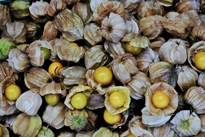 Cape gooseberry