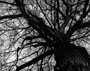 Low angle view of bare tree against sky