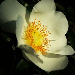 Close-up of white flowers blooming outdoors