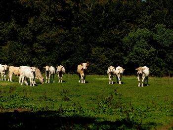 View of horses grazing in field