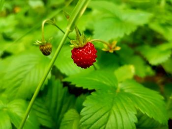 Close-up of strawberries on plant