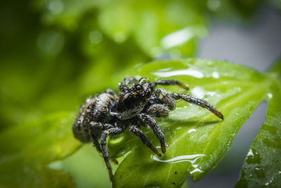 Close-up of spider on plant