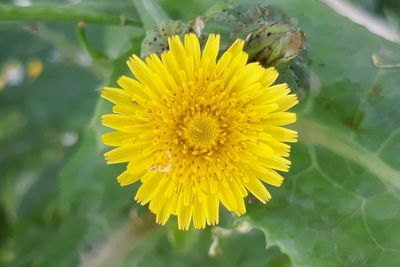 Close-up of yellow flower blooming outdoors