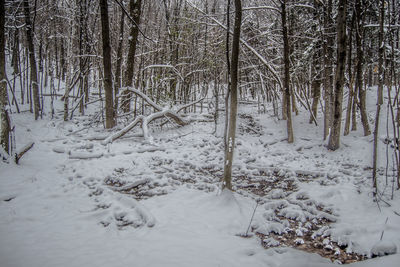 Snow covered trees in forest