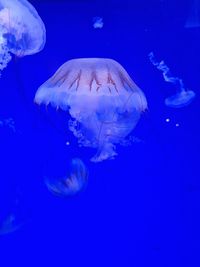 Jellyfish swimming in sea blue pink 