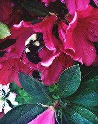 Close-up of pink flowers