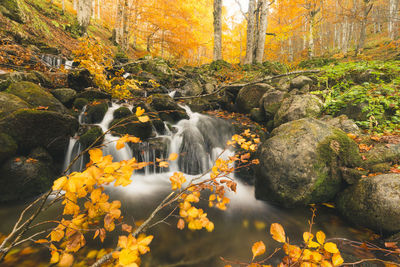 Scenic view of waterfall in forest during autumn