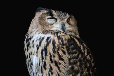 Close-up portrait of owl against black background