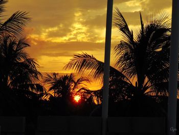 Silhouette palm trees at sunset
