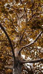 Low angle view of tree branches against sky