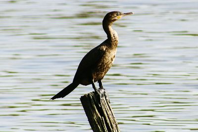 Close-up of bird perching on lake