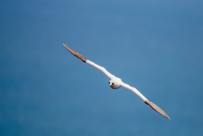 Northern garnet flying against a blue sky at bempton cliffs north yorkshire,uk