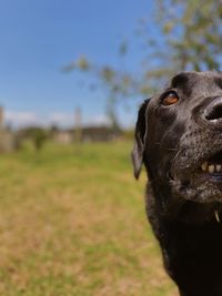 Close-up of a dog looking away