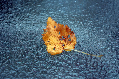 High angle view of autumn leaf on wet surface