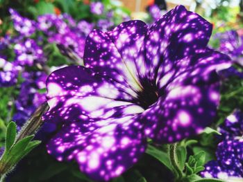 Close-up of purple flower blooming outdoors