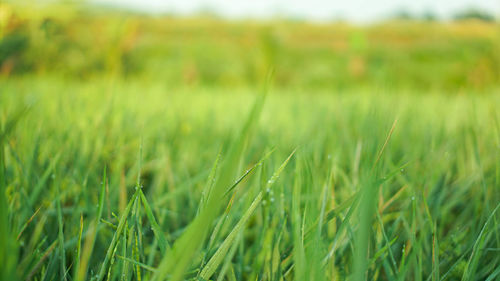 Crops growing on field