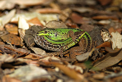Mating of the lizards
