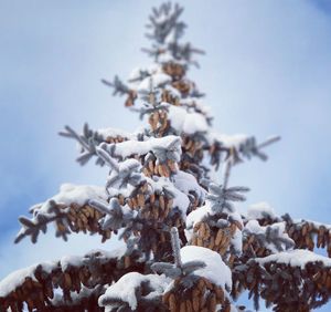 Close-up of snow covered pine tree