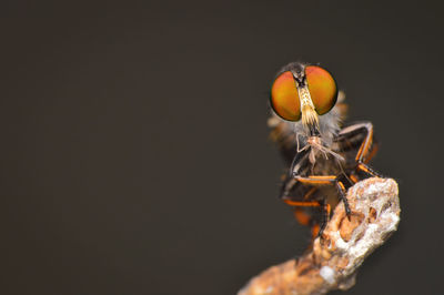 Close-up of insect