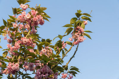 Low angle view of tree against clear sky