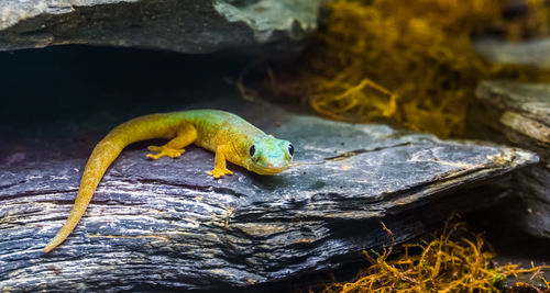 Close-up of lizard on rock