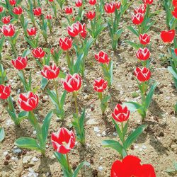 High angle view of red flowers blooming on field