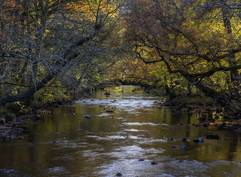 River amidst trees in forest