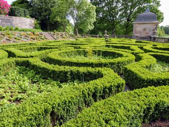 View of maze garden in park