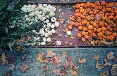 High angle view of vegetables on plant