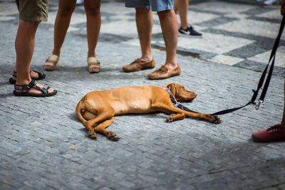 Low section of people with dog on street