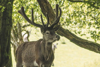 Deer in a forest